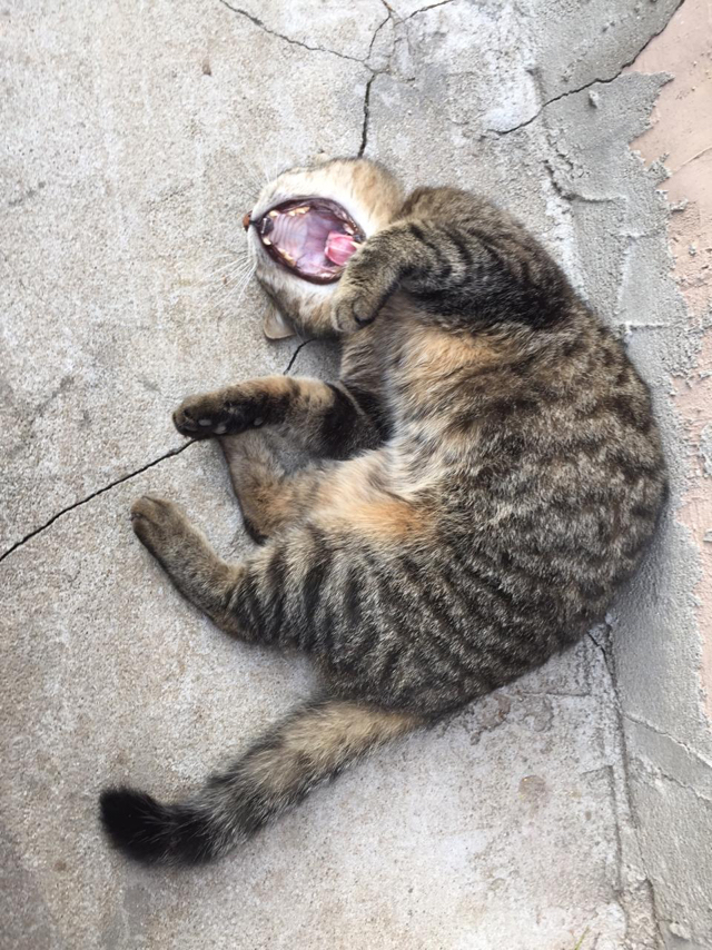 Yawns... - My, cat, Milota