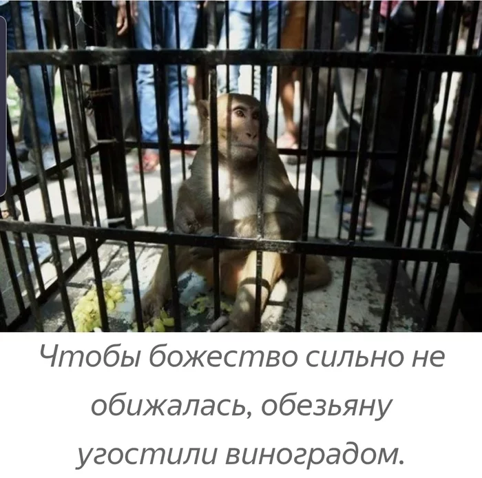 Зачем в Индии арестовывают обезьян? Какой в этом смысл? Книга животных, Индия, Обезьяна, Арест, Против уличной преступности, Длиннопост