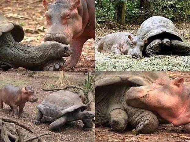 The tsunami separated him from his family. But he found himself a friend - Turtle, Damn ninjas are cutting onions, hippopotamus