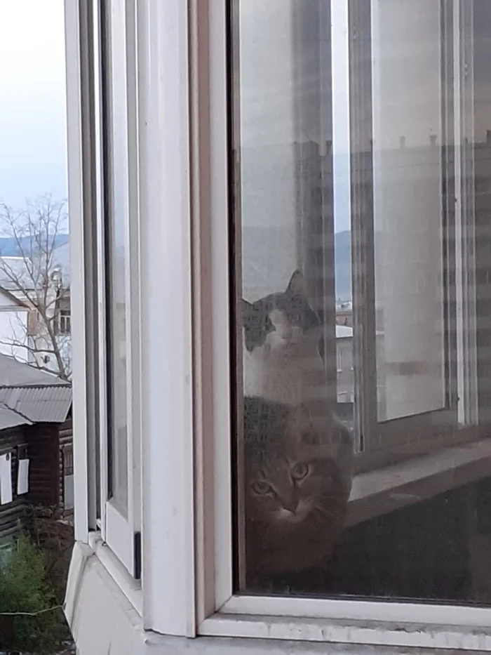 When I saw my neighbor during quarantine - My, cat, Observers