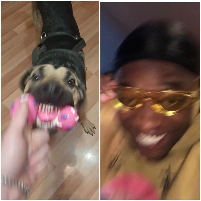 How I see my dog ??when I play with him and how he sees me - My, Dog, Memes, Black people, Blur, Toys, Teeth