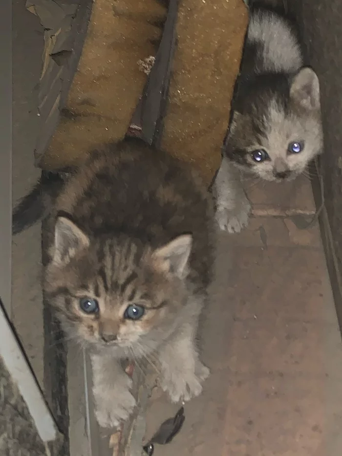 Homeless kittens - My, Help, cat, Kittens, Top, Moscow, Longpost, No rating, In good hands