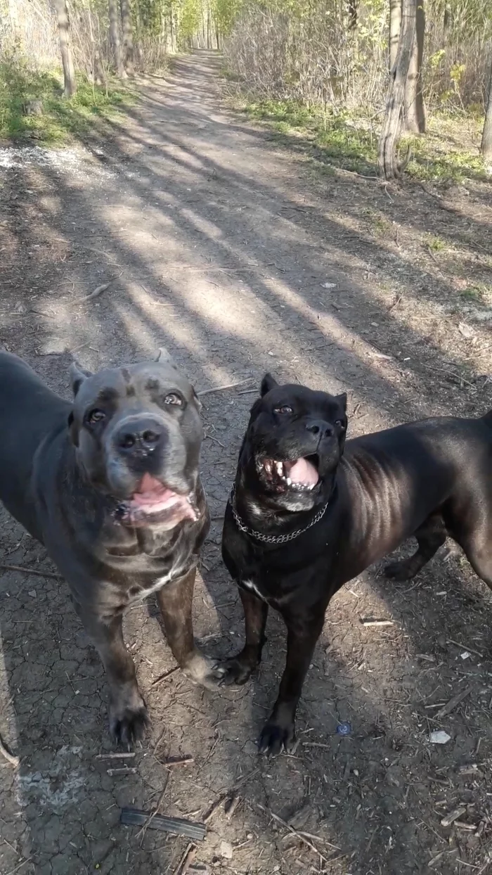 Take a beautiful photo for Pikabu! - My, Dog, Cane Corso, Dog days, Friends, friendship, Walk