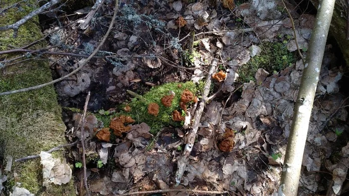 Please! Extend quarantine - My, Forest, Mushrooms, The photo, Nature, Longpost