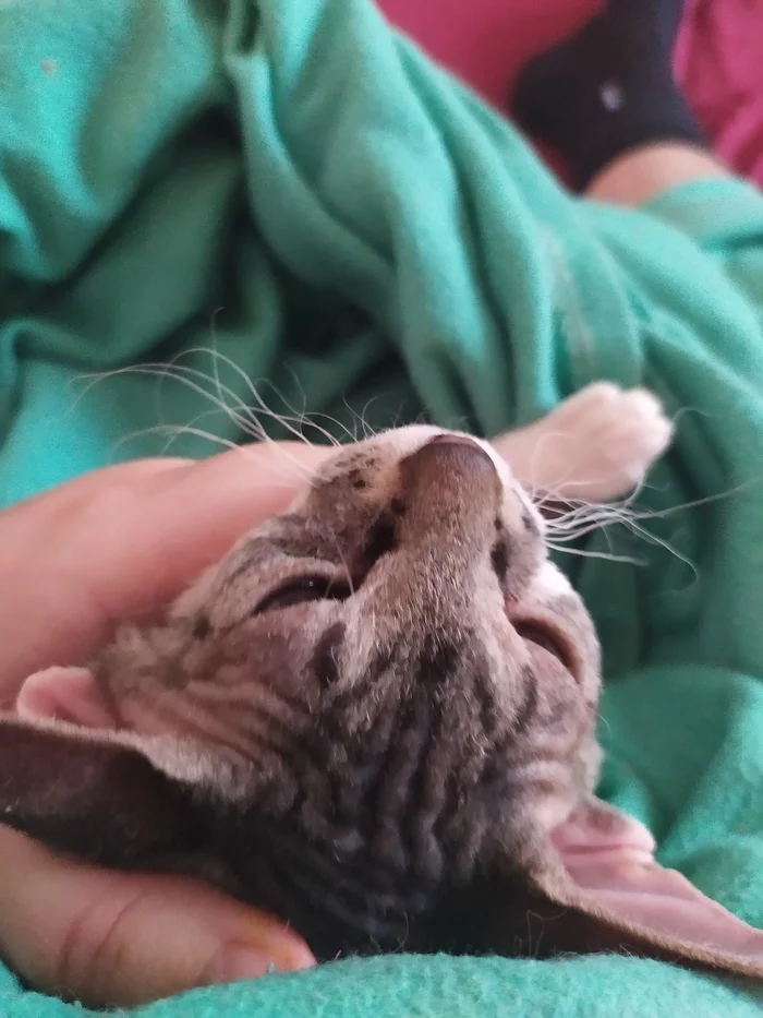 Young Mister Wrinkle - My, Sphinx, cat, Pets, Longpost