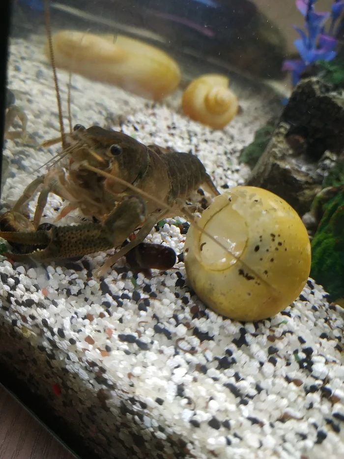 Cuban crayfish - My, Aquarium, Aquarium crayfish