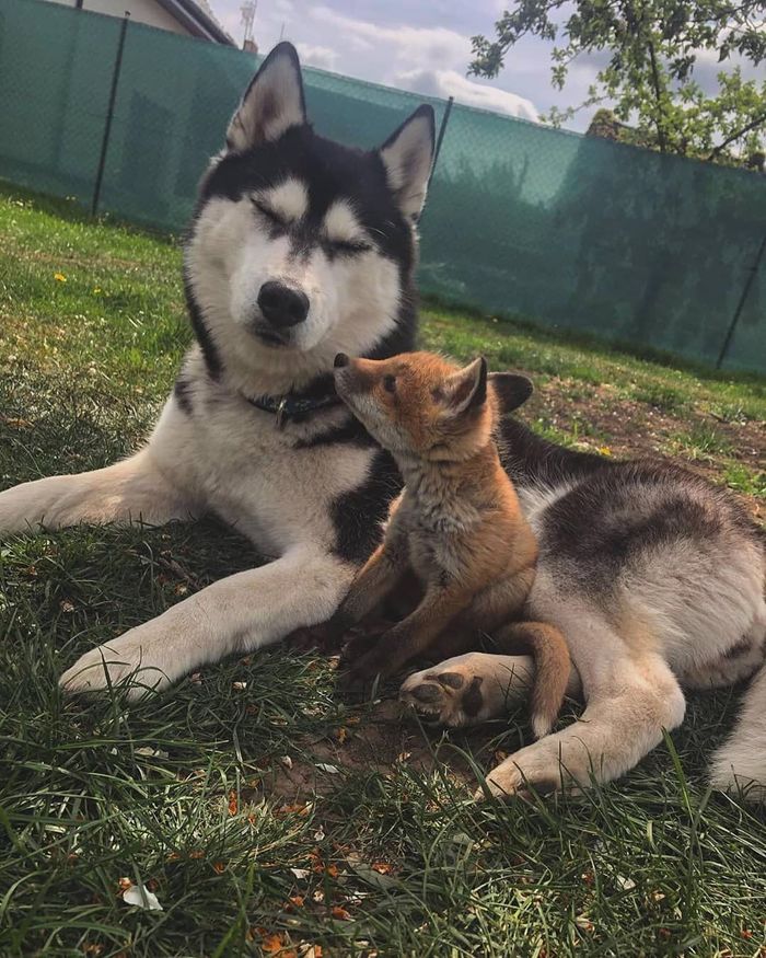 Best friends - Dog, Fox, Milota, The photo, Animals, Fox cubs