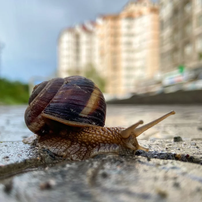 Grape snail - My, Snail, Grape snail, Spring, Mobile photography, After the rain