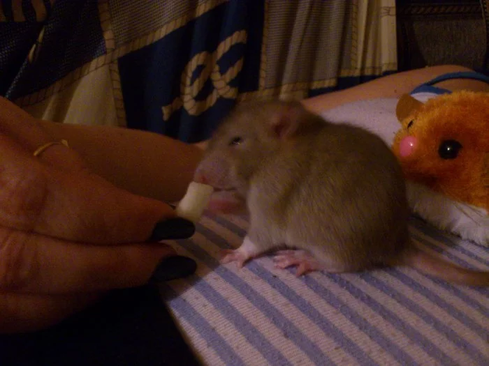 Sonya - My, Rat, Decorative rats, Memories, Longpost, Video