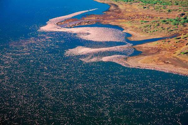 Pink Coast - Flamingo, Birds, beauty, Nature, wildlife, Reportage, From the network, Longpost