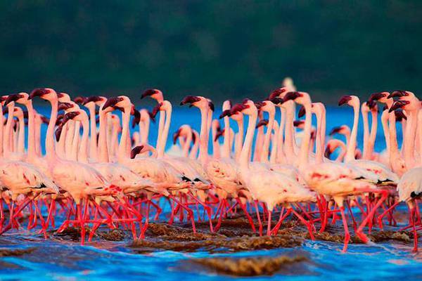 Pink Coast - Flamingo, Birds, beauty, Nature, wildlife, Reportage, From the network, Longpost