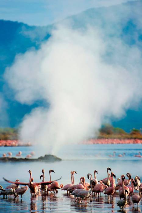 Pink Coast - Flamingo, Birds, beauty, Nature, wildlife, Reportage, From the network, Longpost