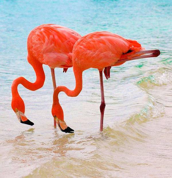 Pink Coast - Flamingo, Birds, beauty, Nature, wildlife, Reportage, From the network, Longpost