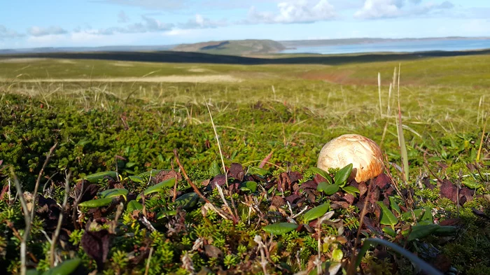 Commander Islands - Beautiful view, Kamchatka, Longpost, Koryaksky Volcano, Avachinsky volcano, Kozelsky Volcano, Travel across Russia, Mushrooms, Nature, The nature of Russia, Commander Islands, My