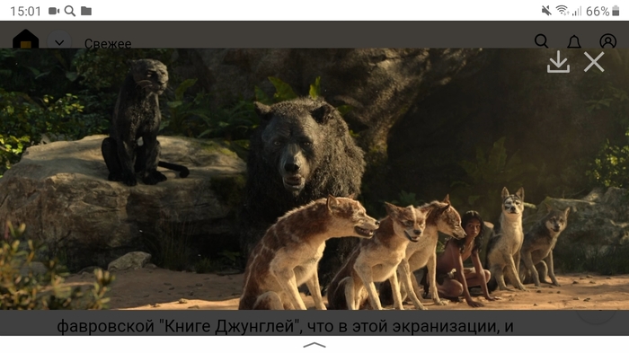 Кто такой акелла в маугли. Смотреть фото Кто такой акелла в маугли. Смотреть картинку Кто такой акелла в маугли. Картинка про Кто такой акелла в маугли. Фото Кто такой акелла в маугли