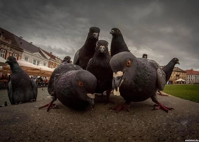 Don't hurt pigeons - My, Pigeon, Revenge, Real life story