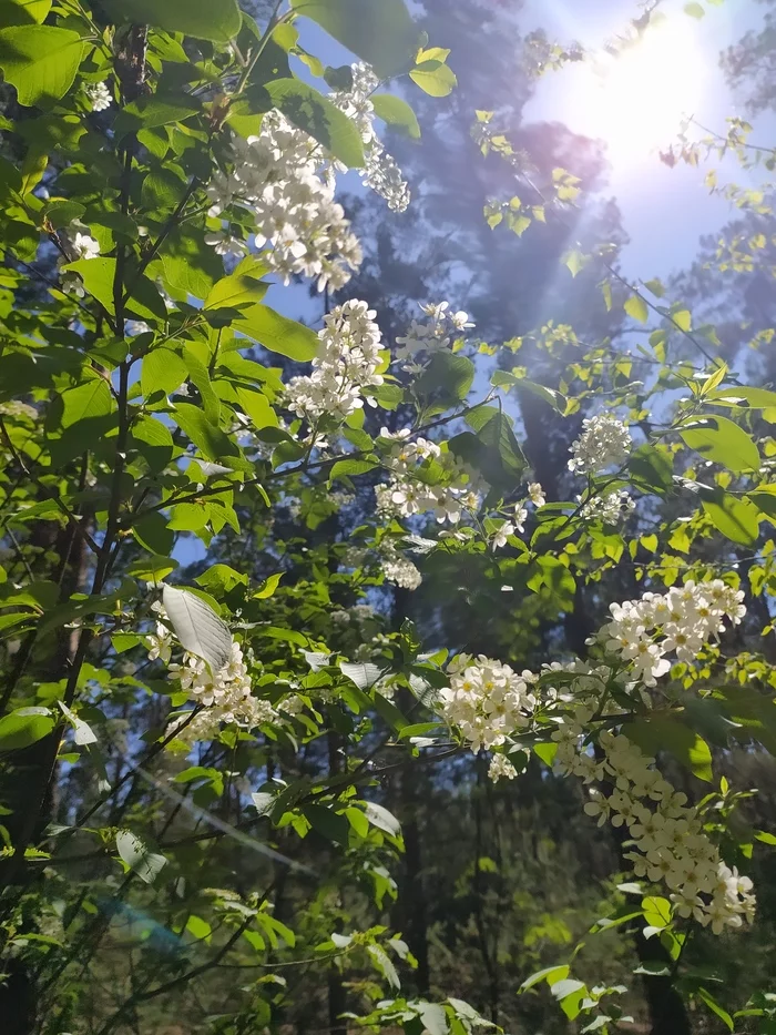 Spring... - My, Spring, The photo, Forest