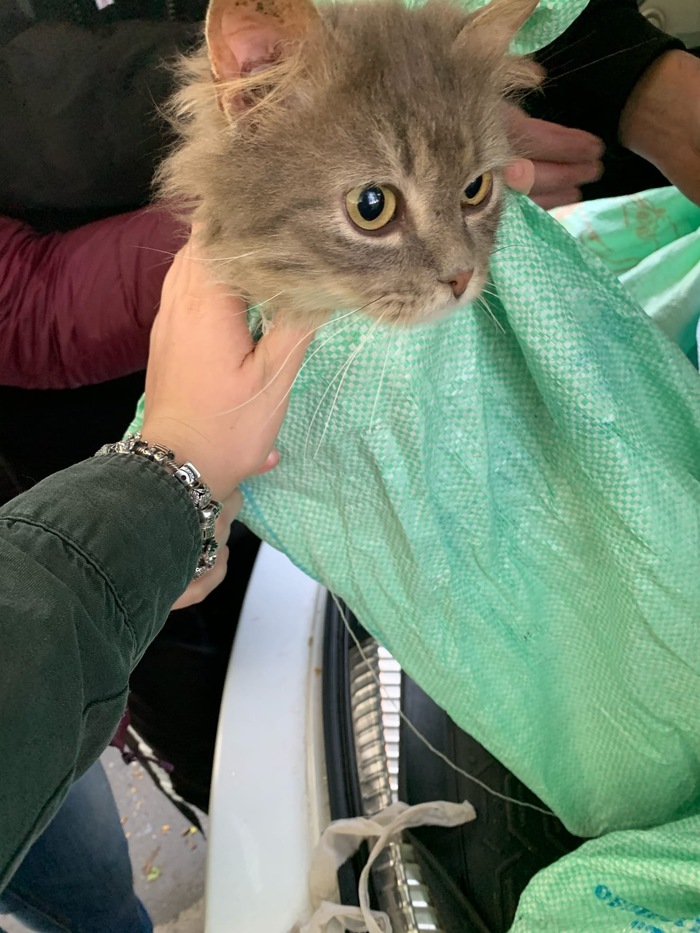 КОТОВ ЗАВЯЗАЛИ В МЕШКИ Кот, В добрые руки, Помощь, Москва, Сила Пикабу, Видео, Длиннопост