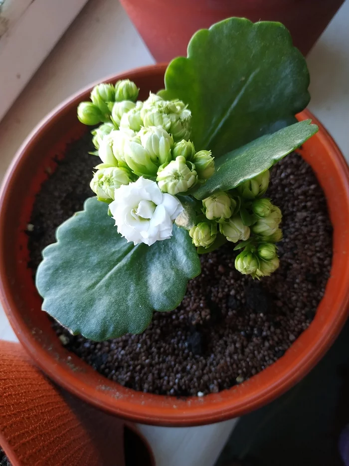 Succulents blooming - My, Succulents, Bloom, Longpost