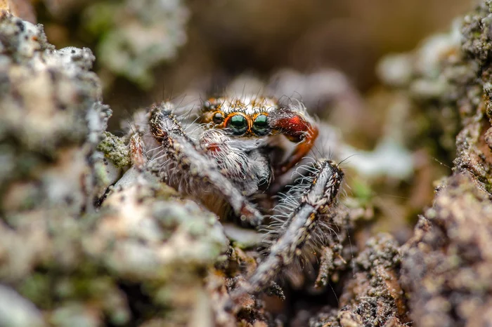 Press F - My, Jumping spider, Spider, , Macro, Nature, The photo, Eyes, Press F to pay respects, Macro photography