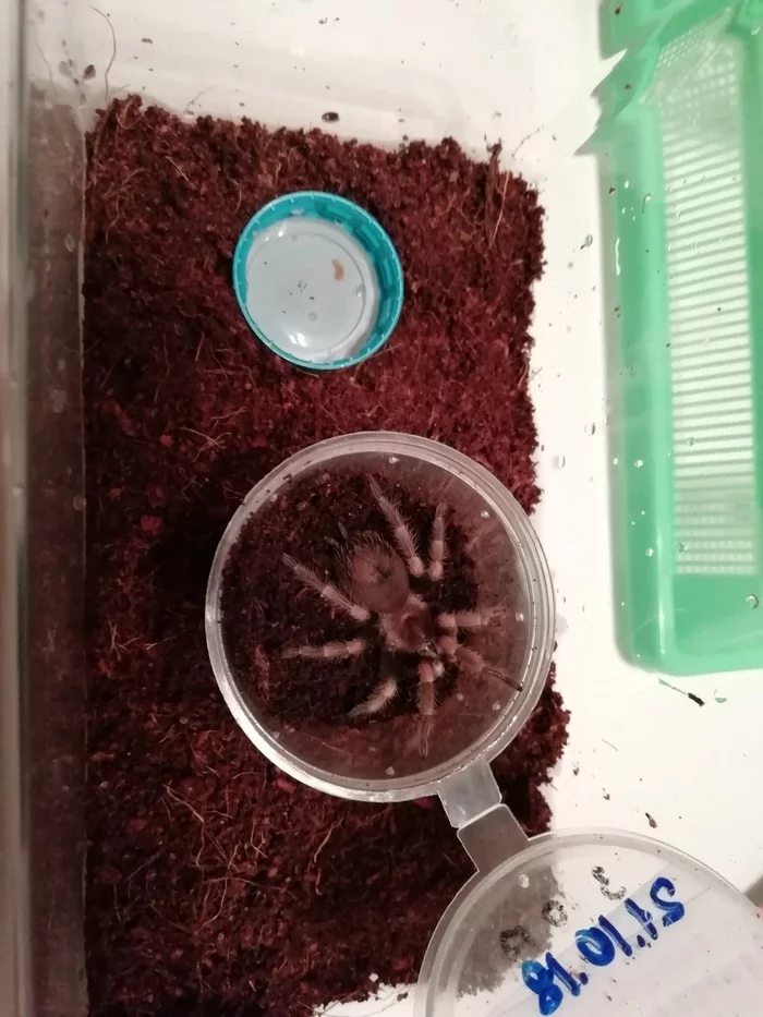 Spiders can be cute too - My, Bird spiders, Hobby, Pets, Video, Longpost, Spider