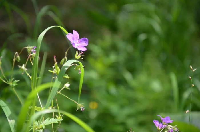 Flowers in focus - My, The photo, Flowers