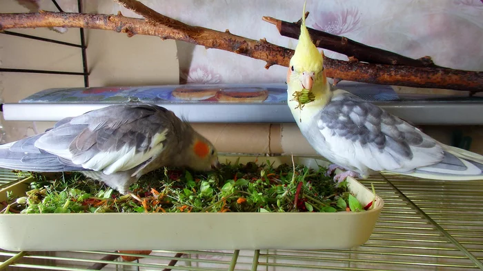 It’s simply impossible to refuse such deliciousness and variety of greens. - My, Birds, A parrot, Nutrition, Greenery, Grass, Spikelet, Sparrow Tosha, Corella Bonya and Yasha, Longpost