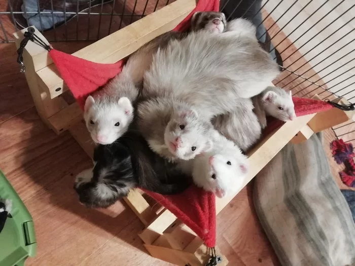 In crowded but not mad) - My, Ferret, Predator, Milota, Pets