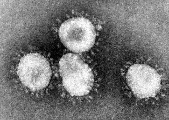 Coronaviruses - Virus, Origin, Longpost, Coronavirus