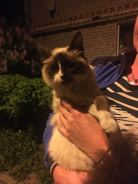 Tolyatti, help me find a home for this little animal - Tolyatti, In good hands, cat, Longpost, No rating