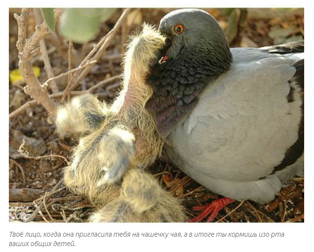 What is it, real bird's milk? - Birds, Animals, Informative, Yandex Zen, Longpost