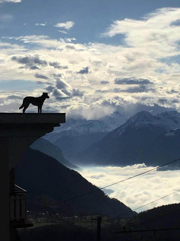 I like everything about this photo - Dog, The mountains, Silhouette, Switzerland, Landscape, Sky, Alps