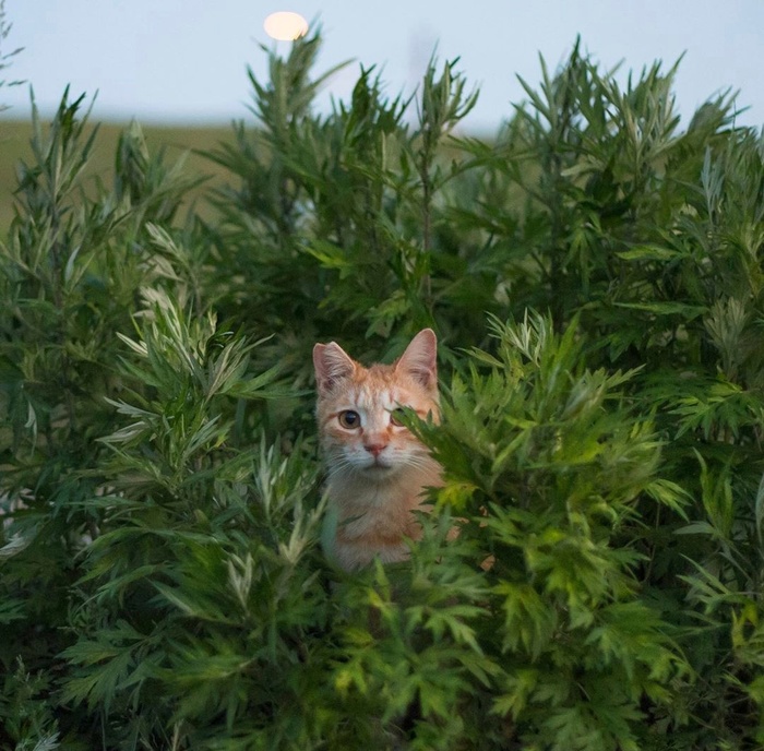 ����������: ������� ���