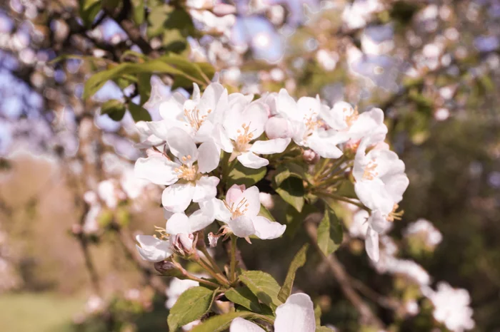 Once a year the gardens bloom - My, Spring, Nature, Longpost, Bloom