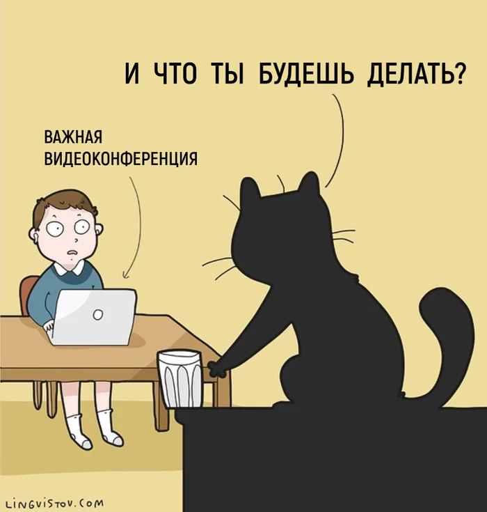 What to do? - Lingvistov, Comics, Humor, cat, Video conferencing