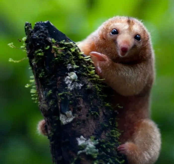 Pygmy anteater - pygmy anteater, South America, Longpost