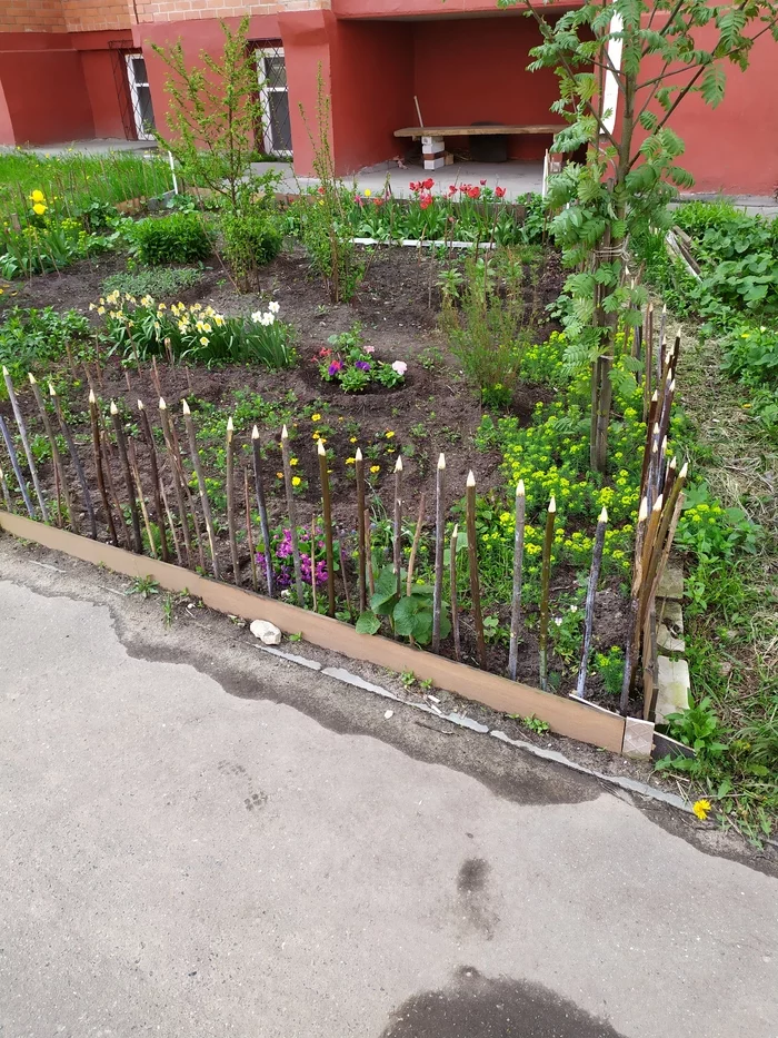 Protection against vandals - My, Bushes, Front garden, Flowers