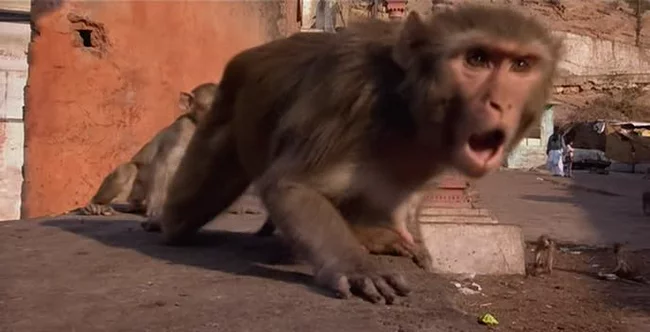 Monkey thieves or why monkeys are arrested in India - My, Monkey, India, Animals, Longpost