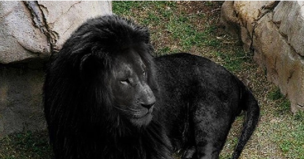 Черный лев 8. Чёрный тигр меланизм. Черный Лев. Бывают черные львы. Чёрный Лев существует.
