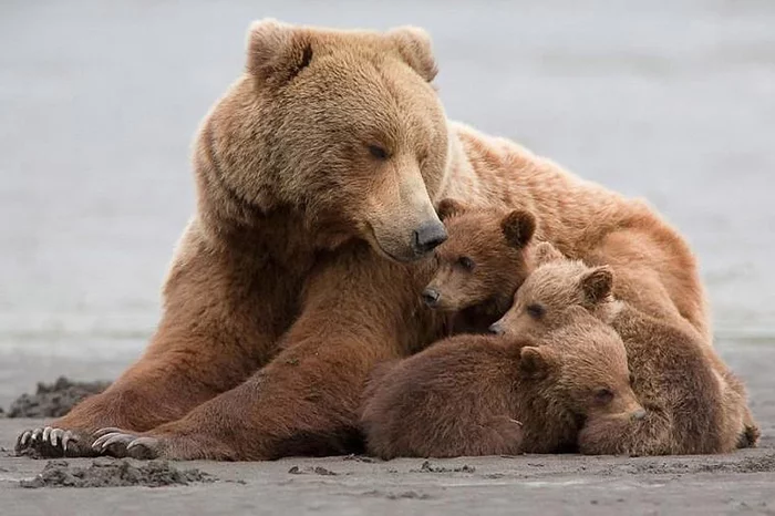 Pacification - The Bears, Brown bears, Motherhood, Wild animals, wildlife, Young