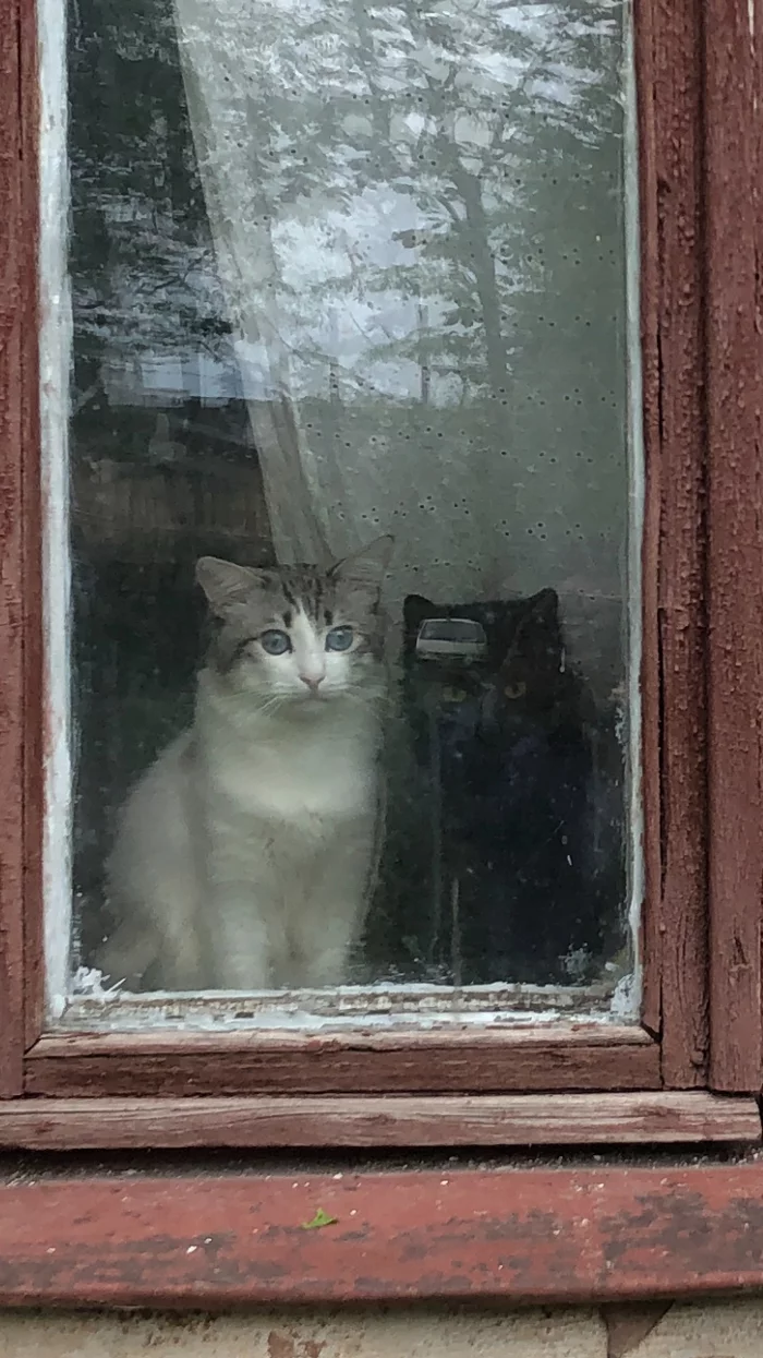 Waiting for someone - My, cat, The photo