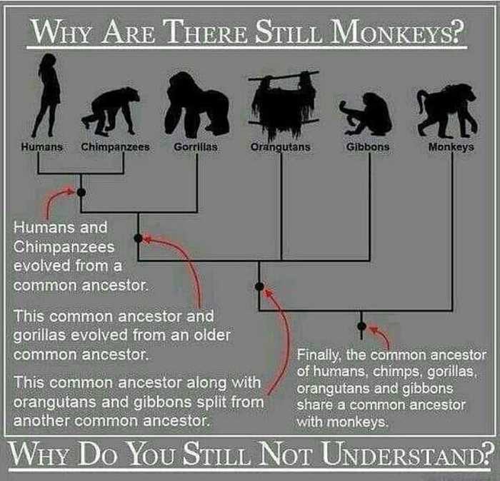 Why are they still monkeys? - Evolution, Interesting, Informative, Person, Monkey, Picture with text, Evolution theory, Translation