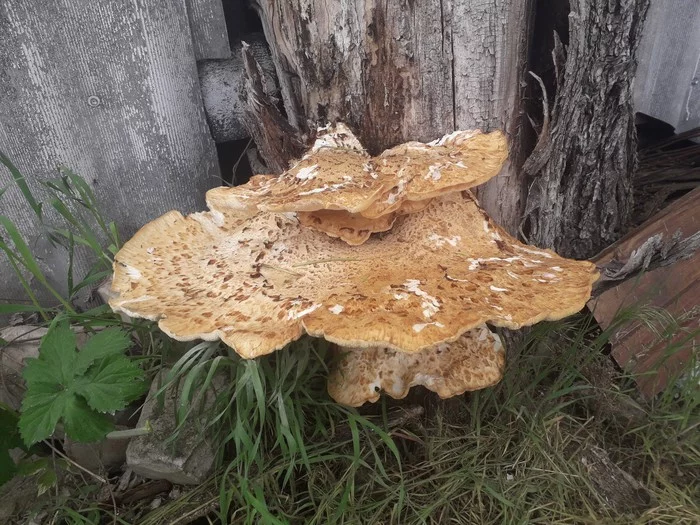 Mushroom on a dry tree - My, Mushrooms, Tree