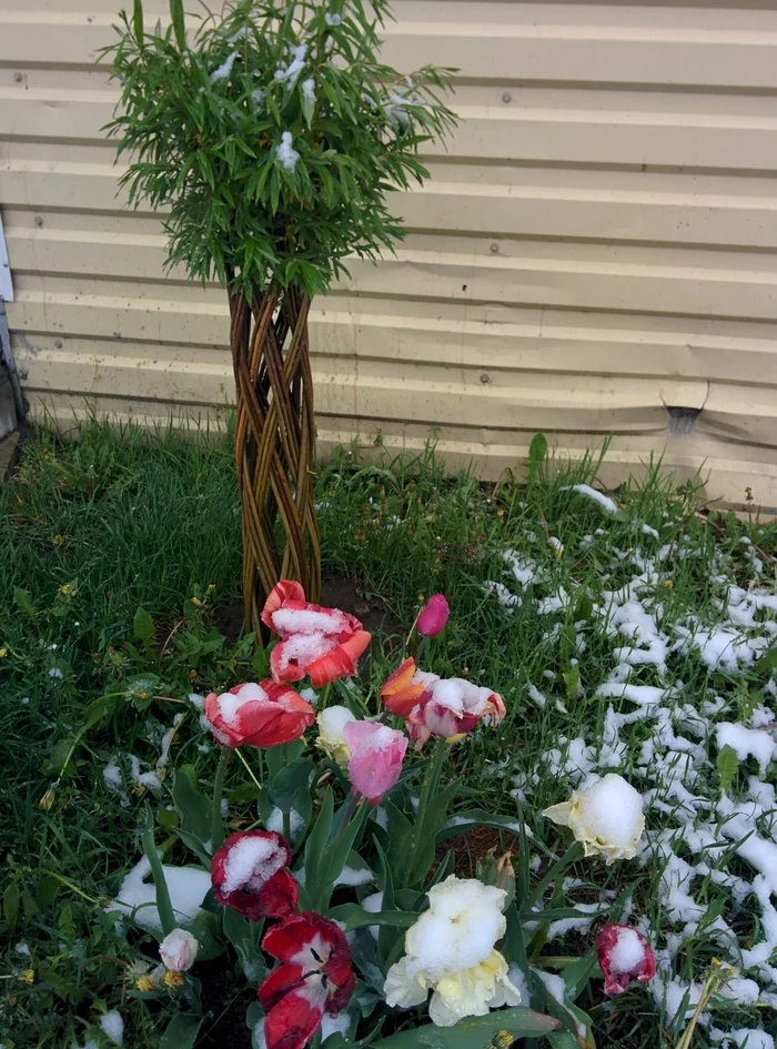 Such a spring - My, Snow, Spring, Tulips, Pskov