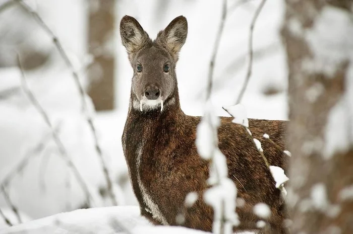 Saber-toothed deer - My, Deer, Musk deer, Animals, Land of the Leopard, Longpost