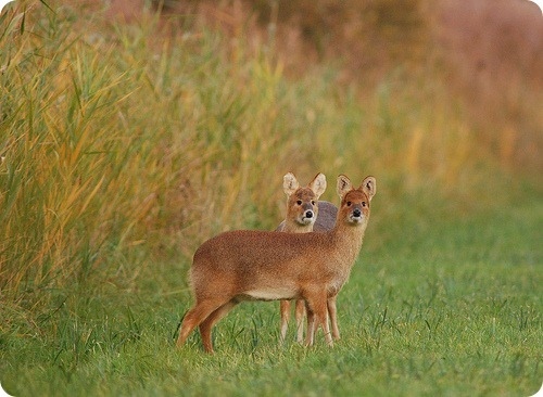 Saber-toothed deer - My, Deer, Musk deer, Animals, Land of the Leopard, Longpost