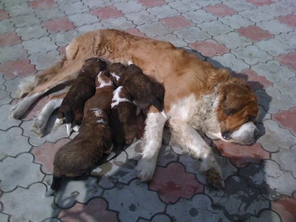 My dogs - My, Dog, St. Bernard, Dachshund, Longpost, The photo, Taxanakolesakh, Intervertebral hernia, Video