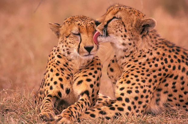 Cuteness of the day: Tiny cheetah cubs ride on mom - Cheetah, Africa, Longpost, Small cats, Cat family, Young