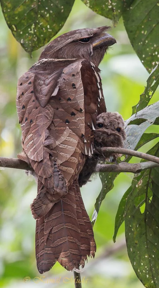 Очень харизматичные птички Лягушкороты (Frogmouth) - Птицы, Reddit, Лягушкорот