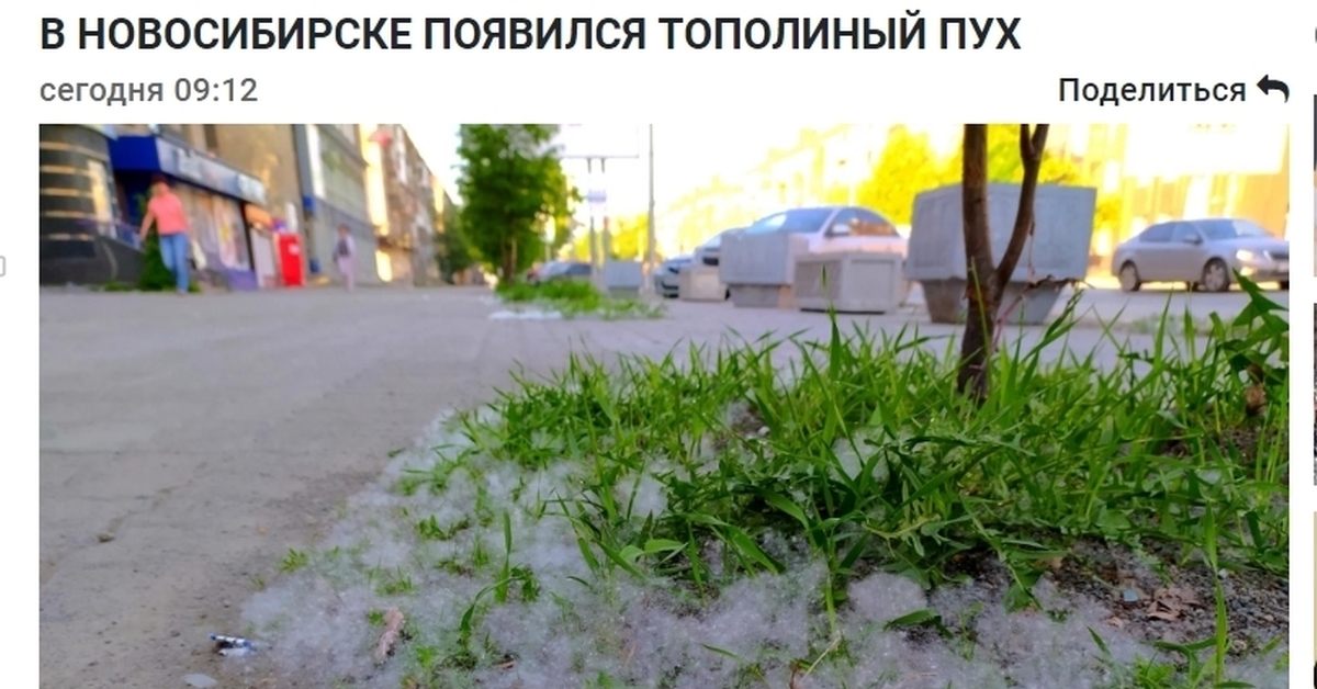 Тополиный пух на твоих щеках. Тополиный пух в Новосибирске. Краснокаменск Тополиный пух. Тополиный пух жара июнь. Тополиный пух жара.